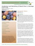 download the production and marketing of beach plum fact sheet in PDF fromat