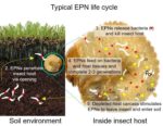 Entomopathogenic Nematodes diagram in the soil environment and inside the insect host