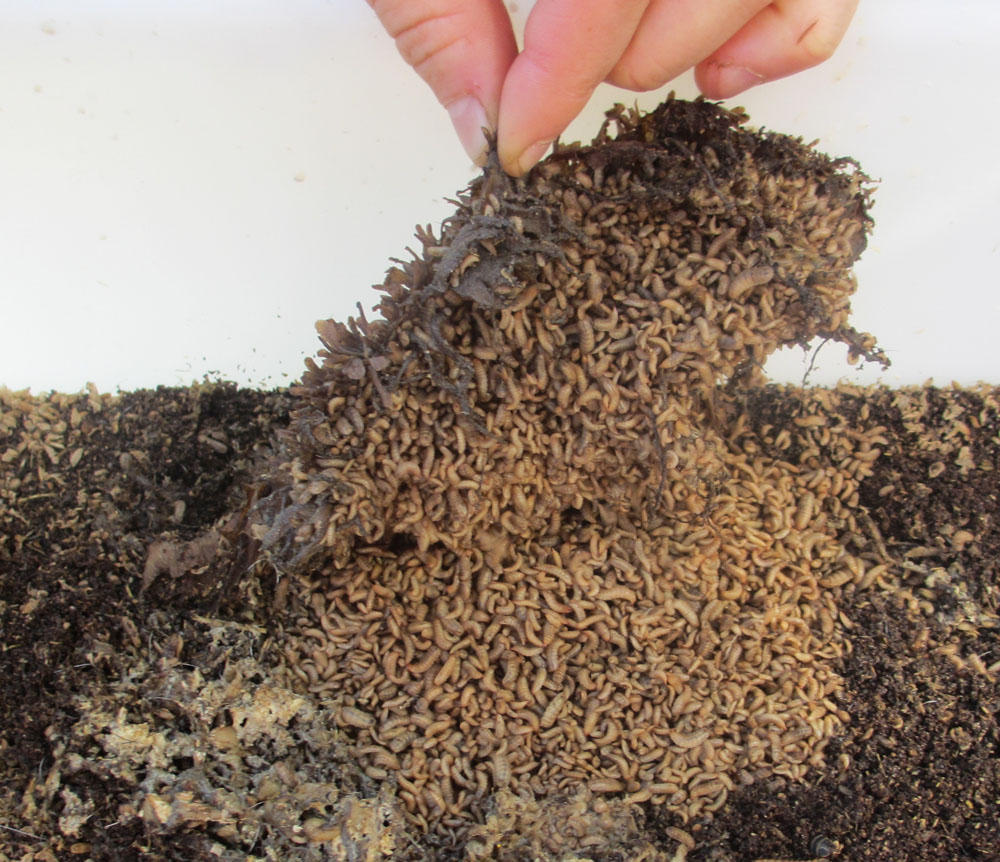 Black soldier fly larvae
