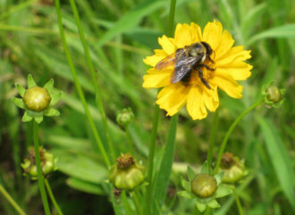 American Bumble Bee  Oklahoma Department of Wildlife Conservation