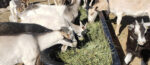 goats feeding on alfalfa