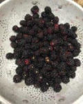 Blackberries gathered in a bowl