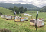 Honeybee hives in the mountains of western North Carolina