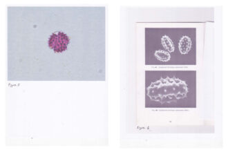 Photo of goldenrod pollen