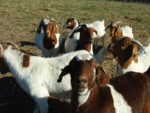 Goats looking at the camera
