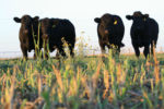 Cattle grazing on forage