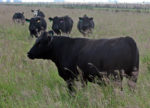 Cattle grazing on OWB