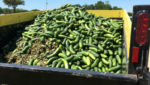 CEFS cucumbers loaded into the bed of a truck