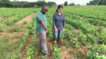 Ricardo St. Aime and Sruthi Narayanan observing cover crops in soybean stands.