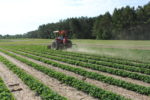 Cultivating peanuts at Ponder Farm