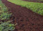 tilled soil in a field