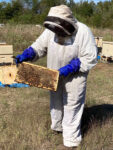Beekeeper holding honey bee frame.