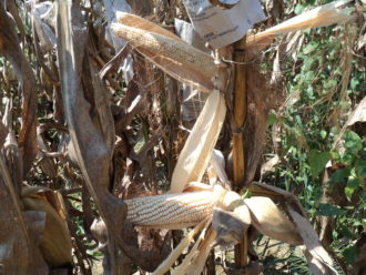 brown corn stalk growing outside