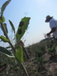 Harlequin bug on a green leaf with a farmer in the background