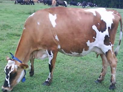 Herbal Treatments Effective in Treating or Preventing Mastitis in Dairy  Cattle - SARE Southern