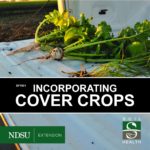 Incorporating Cover Crops Cover with a photo of harvested turnips