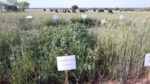 legume cover crops with cattle grazing in the background