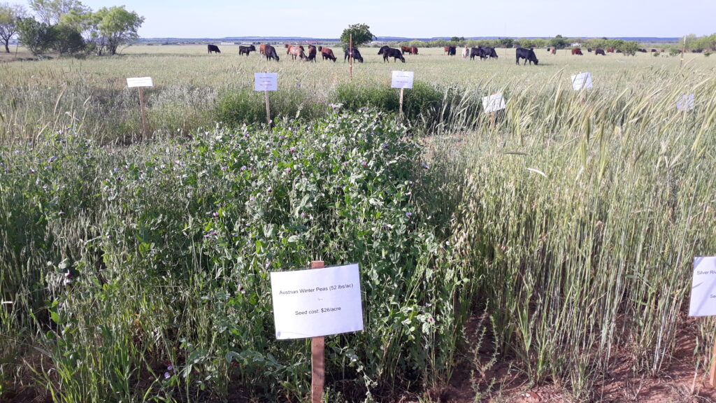 Hemp has failed Texas farmers during first drought