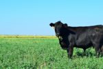 Cattle grazing on old world bluestem.