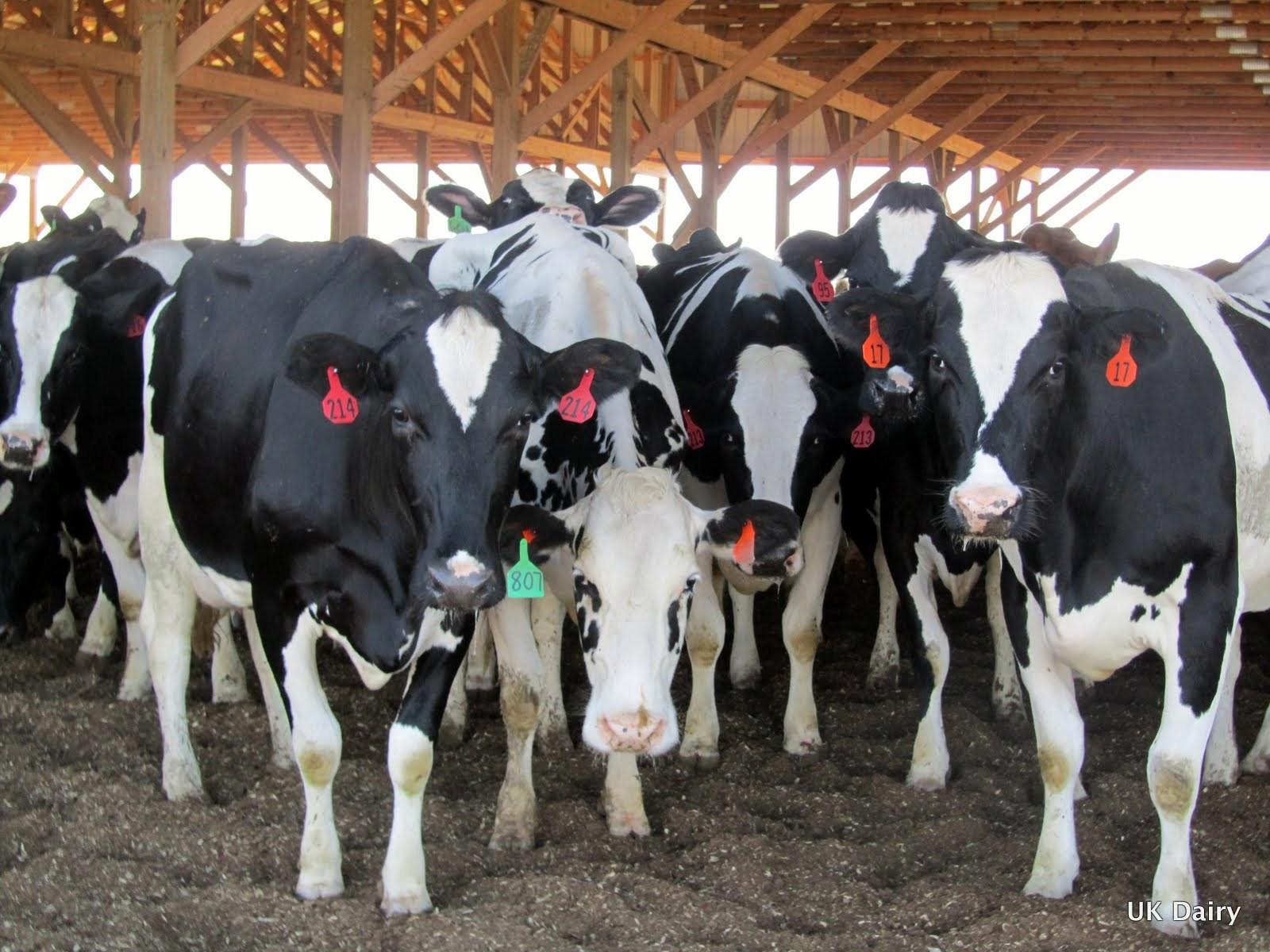 Organic bedding & Mastitis in cattle