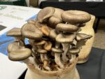 Mushrooms in glass jar on display