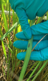 rice stink bug eggs on a rice blade
