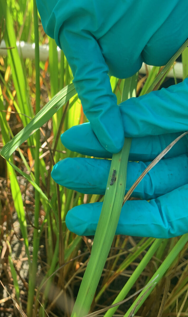 Rice Insect Control Exploring a Biological Control Method for Organic Rice in Southern ...