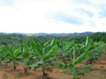 plantain plantation with green plants in a field