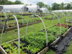 Beds with crops outside as hoop houses