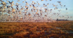 birds flying over rice fields