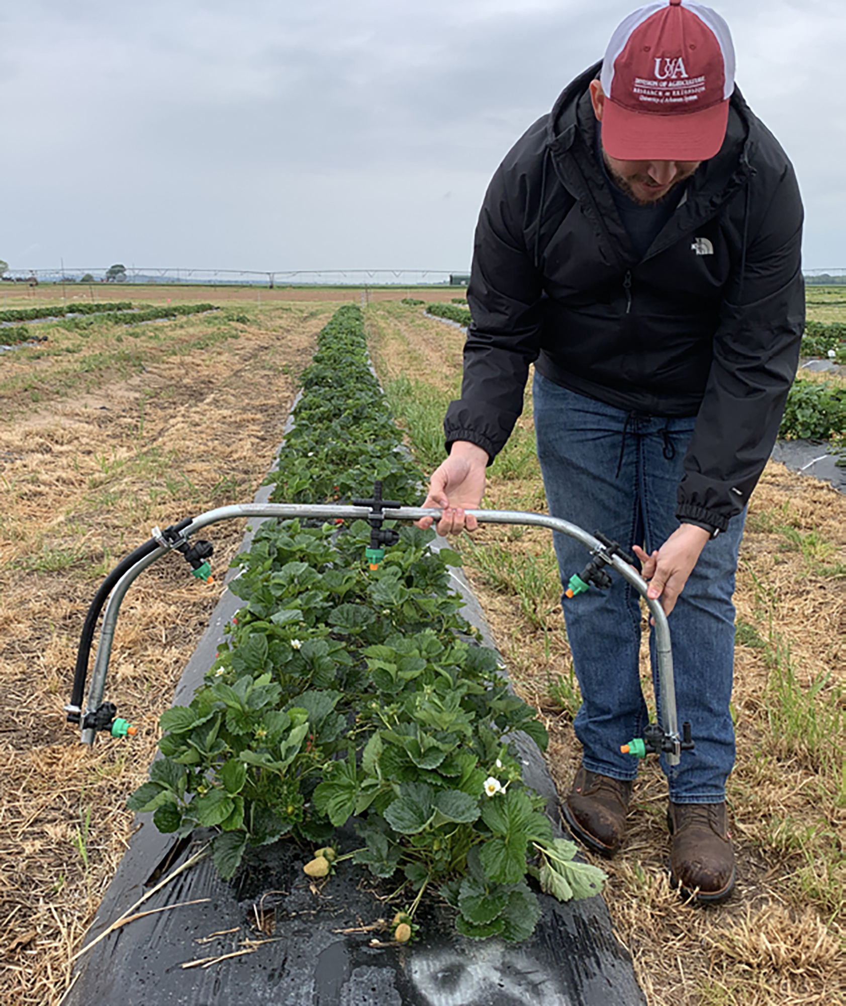 Researcher in a plasticulture strawberry field.