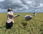 People in rice fields sweeping for rice stink bug.