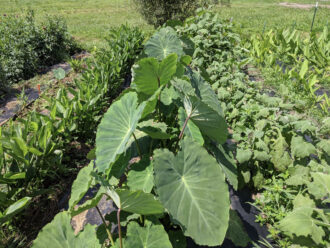 Taro growing in a field.