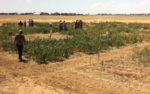 Farmers tour cover crop plots in north Texas.