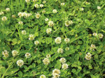 white clover growing in a field