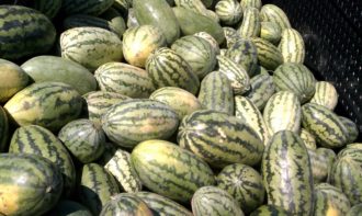 Watermelons harvested and ready for transport in crate