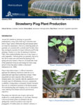 strawberry plug plant production fact sheet