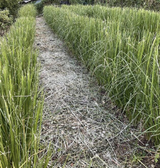 Vetiver grass