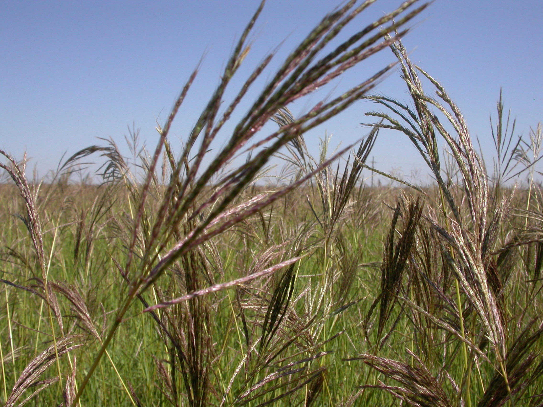 Water Use Of Old World Bluestems In The Texas High Plains: SARE ...