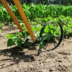 A wheel hoe in dirt next to bright green field crops
