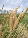 close up of White Sonora Wheat