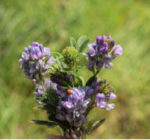 alfalfa in bloom