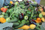 Bountiful harvest of fruits and vegetables from the field