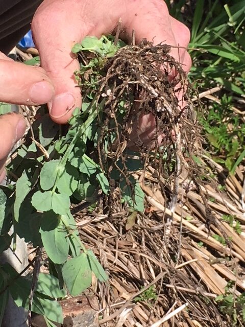 Cover crop roots
