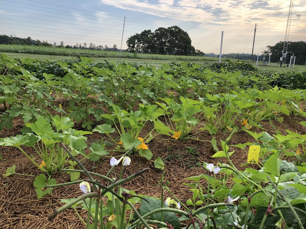 Intercropping Cowpea with Vegetables Can Increase Yields SARE