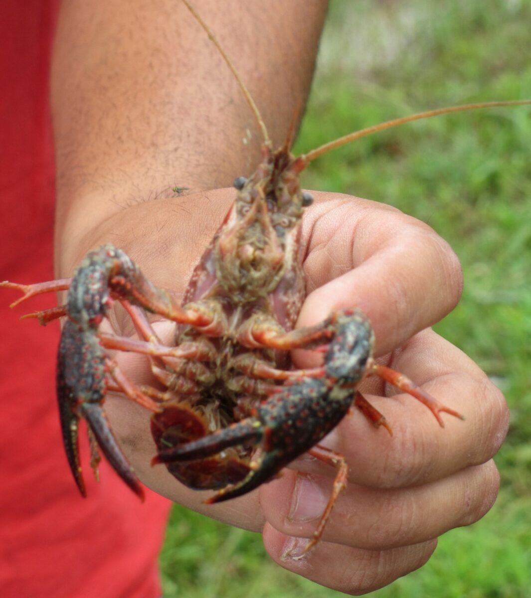 Deepwater Crawfish Nets