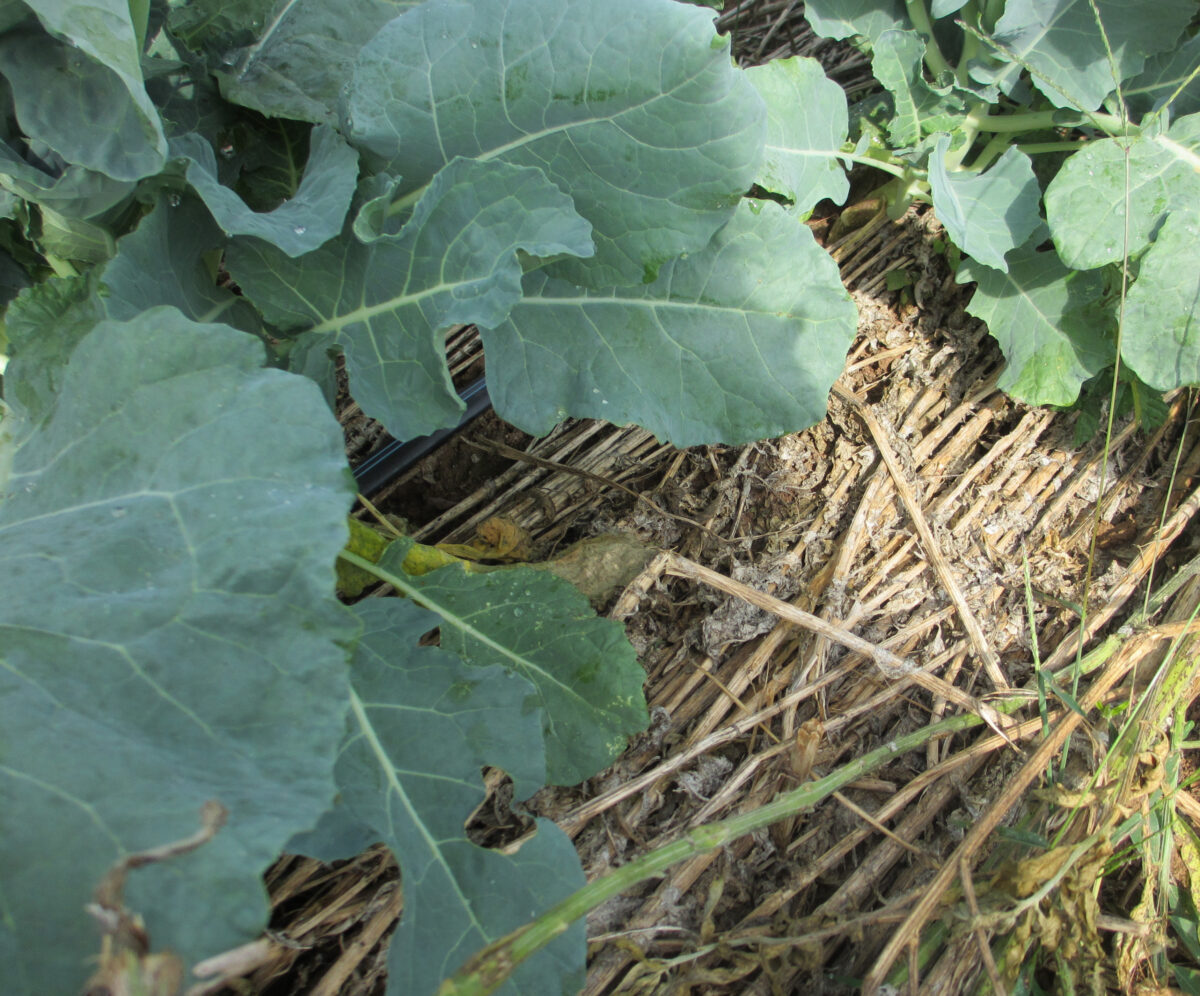 sunn hemp crimped between broccoli plants