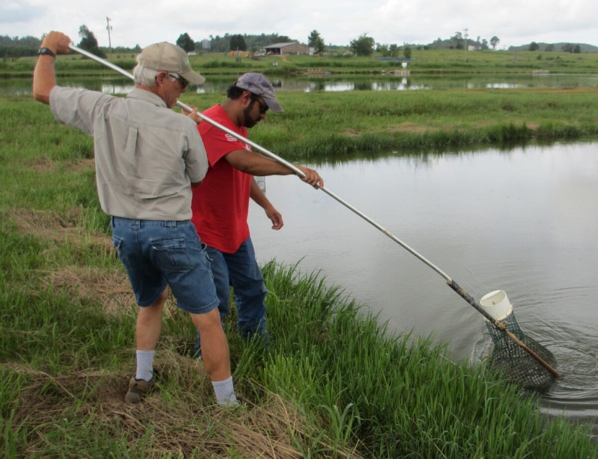 Two people wth a long net fishing in a pond