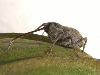 pecan weevil on a green leaf