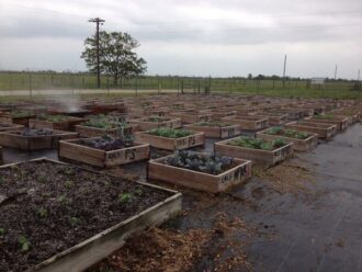 vegetables in raised pine boxes